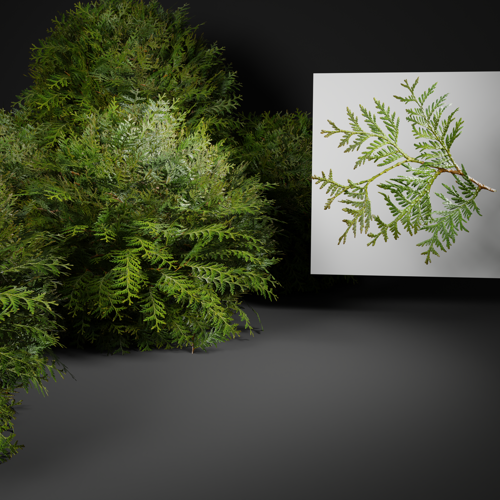 Thuja branch preview image